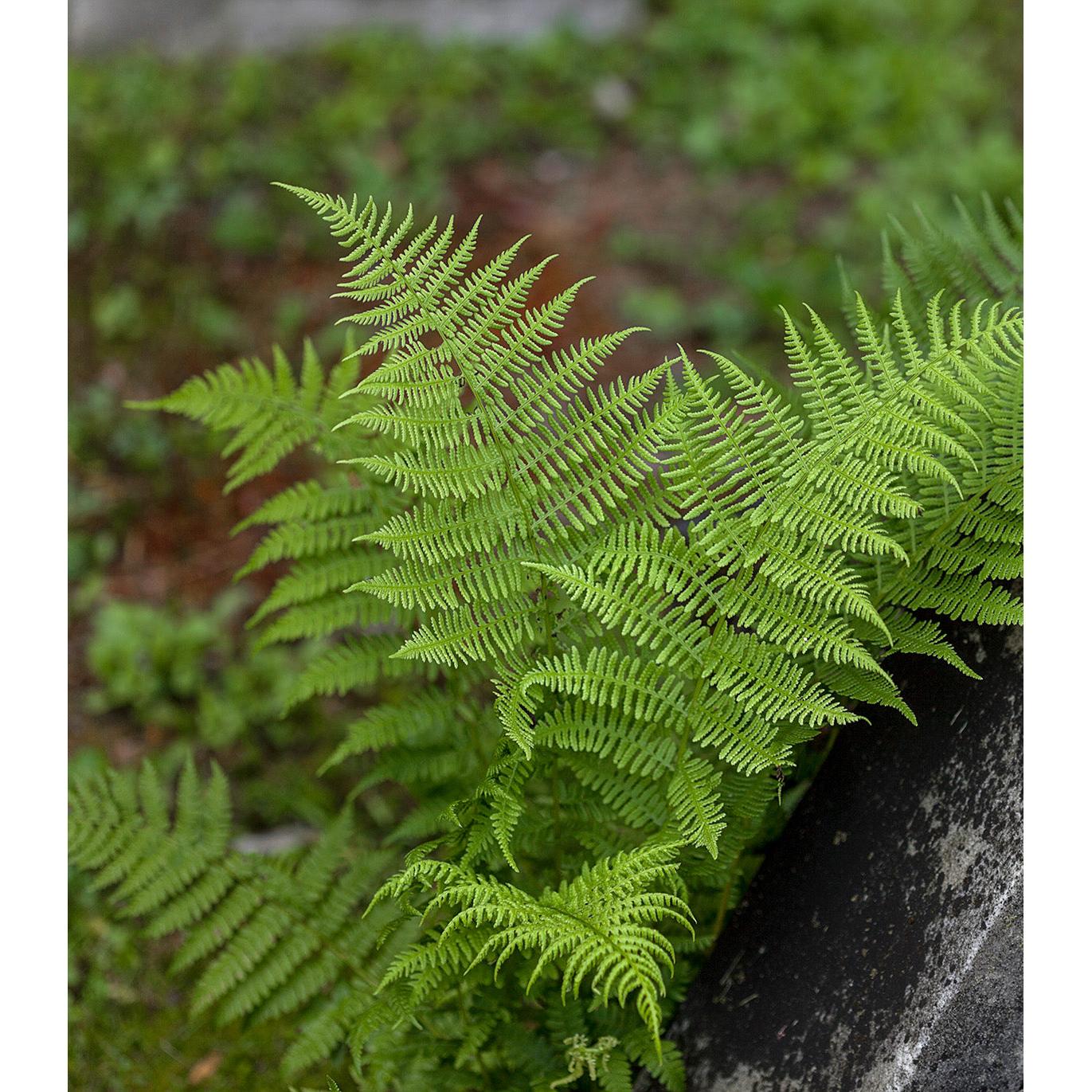 New York Fern - 3 root divisions