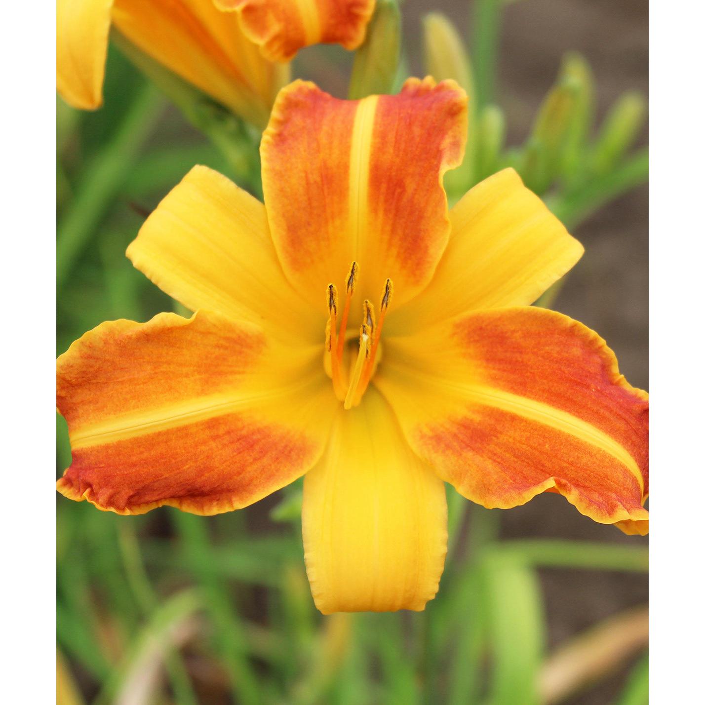 Franz Hals Daylily - 3 root divisions