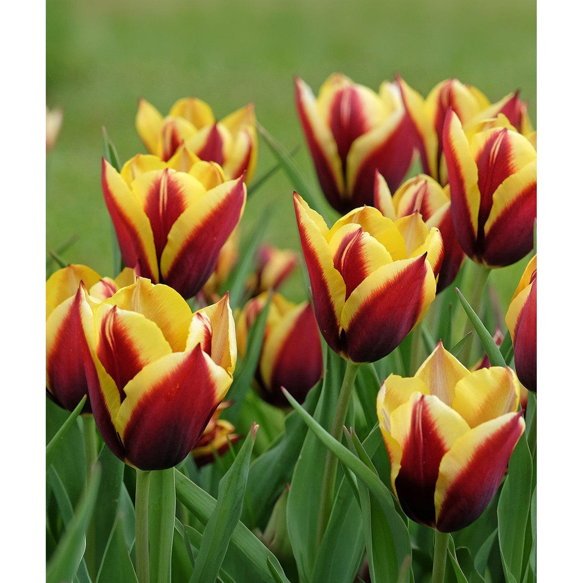 Gavota Triumph Tulip - 10 bulbs
