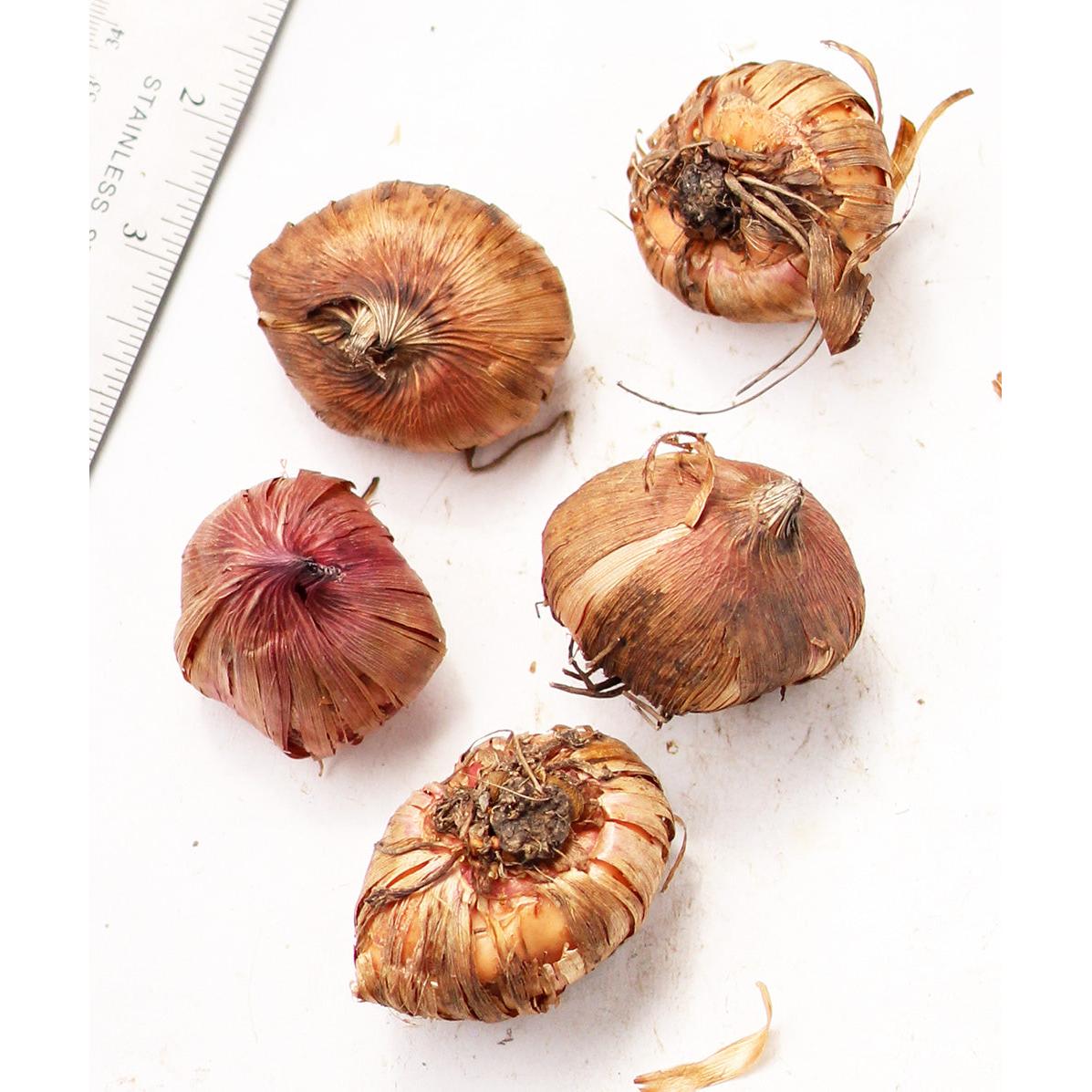 Manhattan Gladiolus - 5 bulbs
