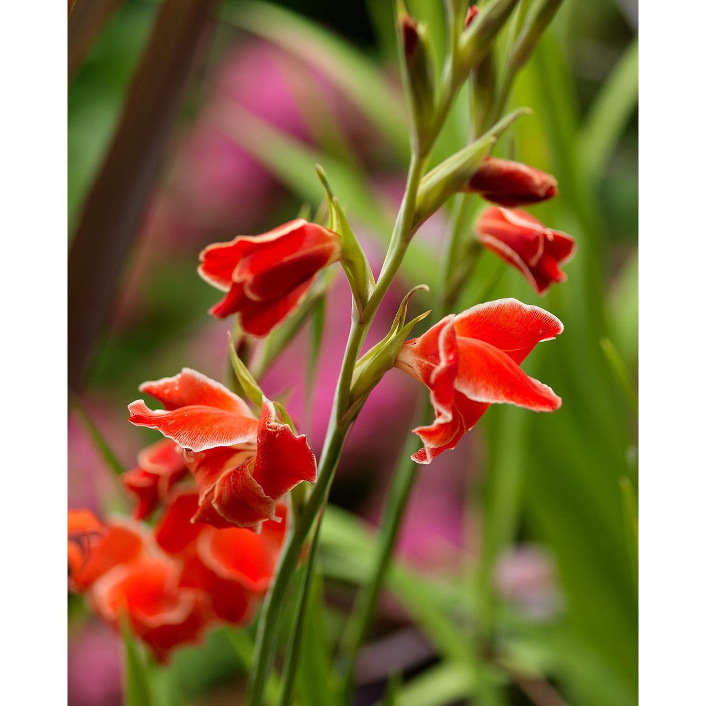 Atom Hardy Gladiolus - 5 bulbs