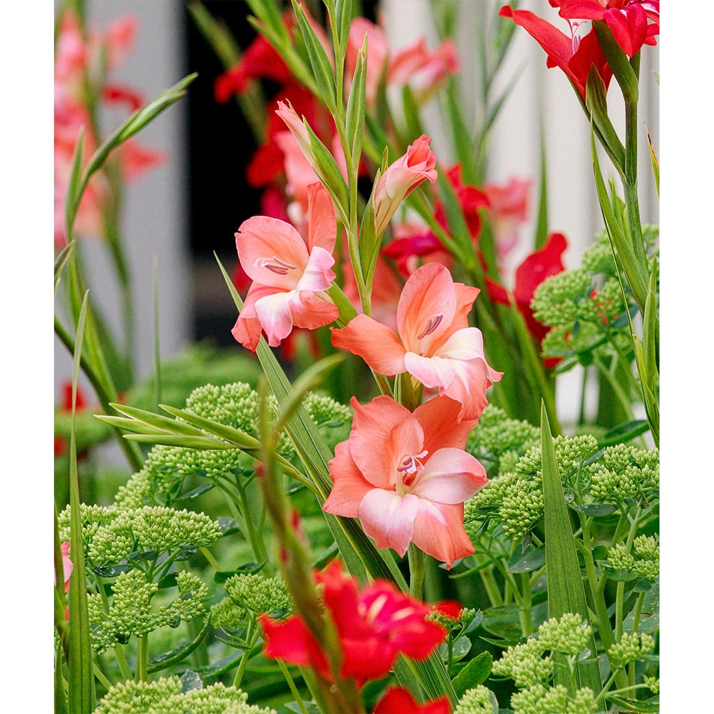 Charming Beauty Hardy Gladiolus - 5 bulbs