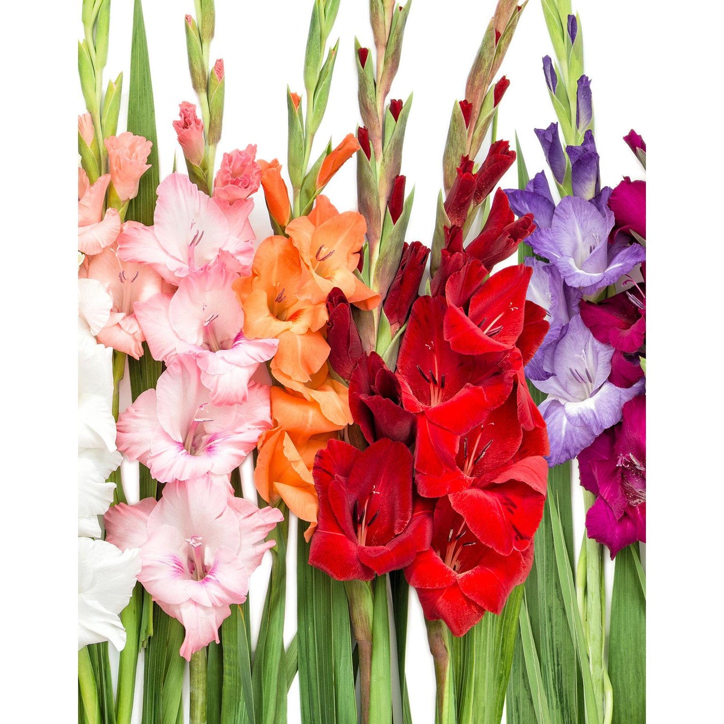 Mixed Gladiolus - 15 bulbs