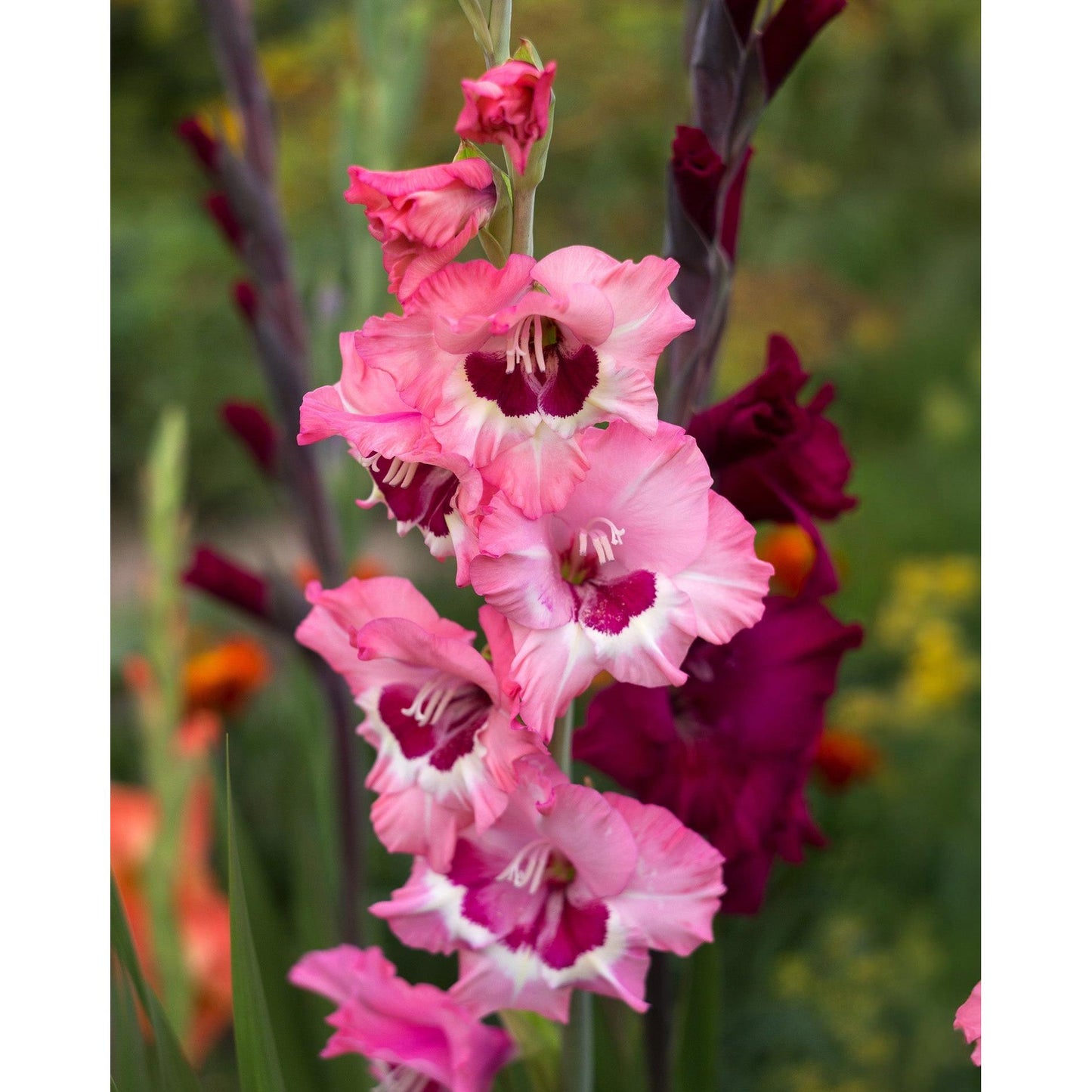 Wine and Roses Gladiolus - 5 bulbs
