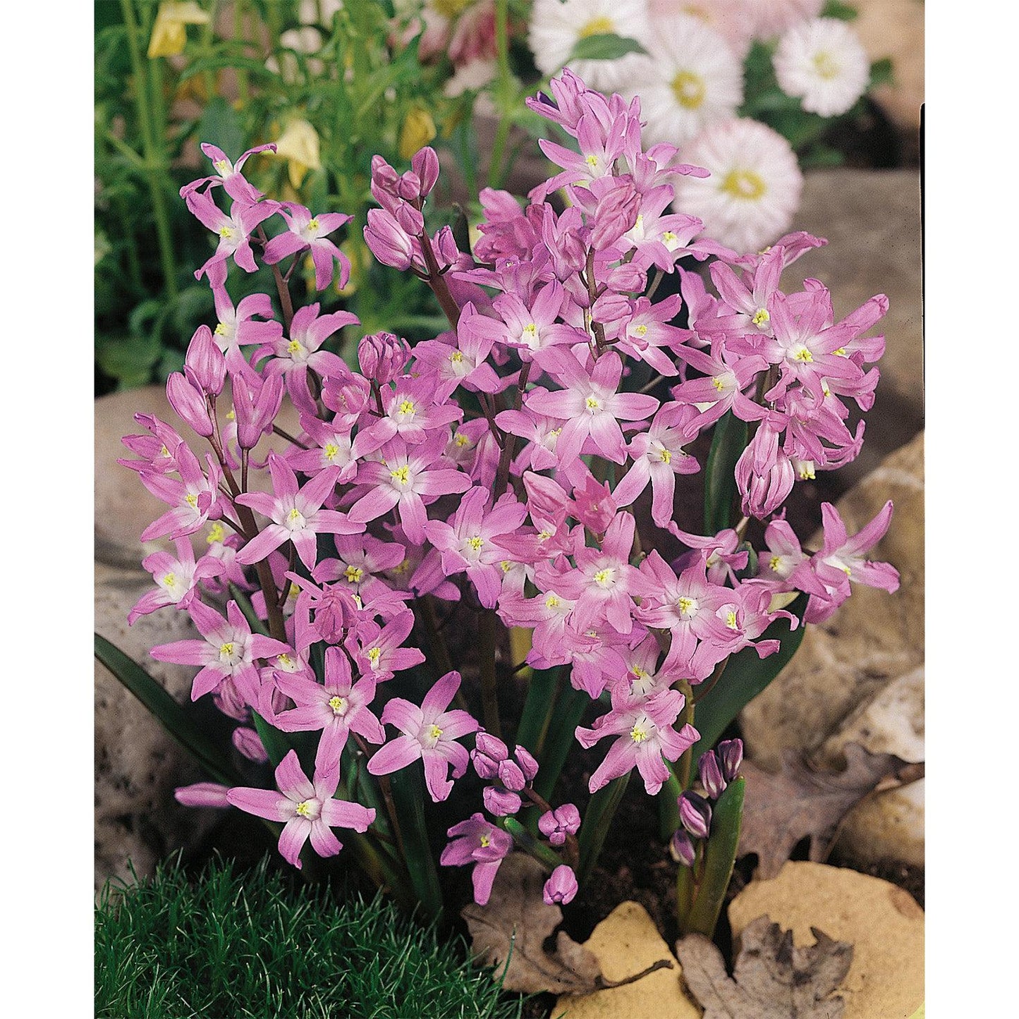Pink Glory of the Snow - 25 bulbs