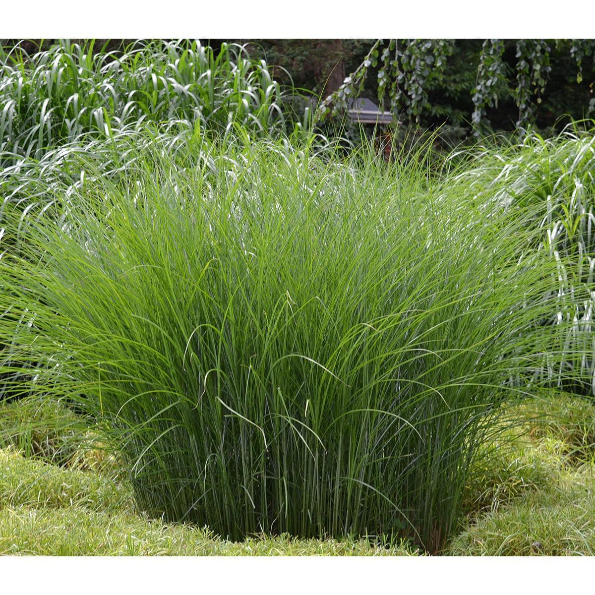 Gracillimus Maiden Grass - 3 bareroot plants