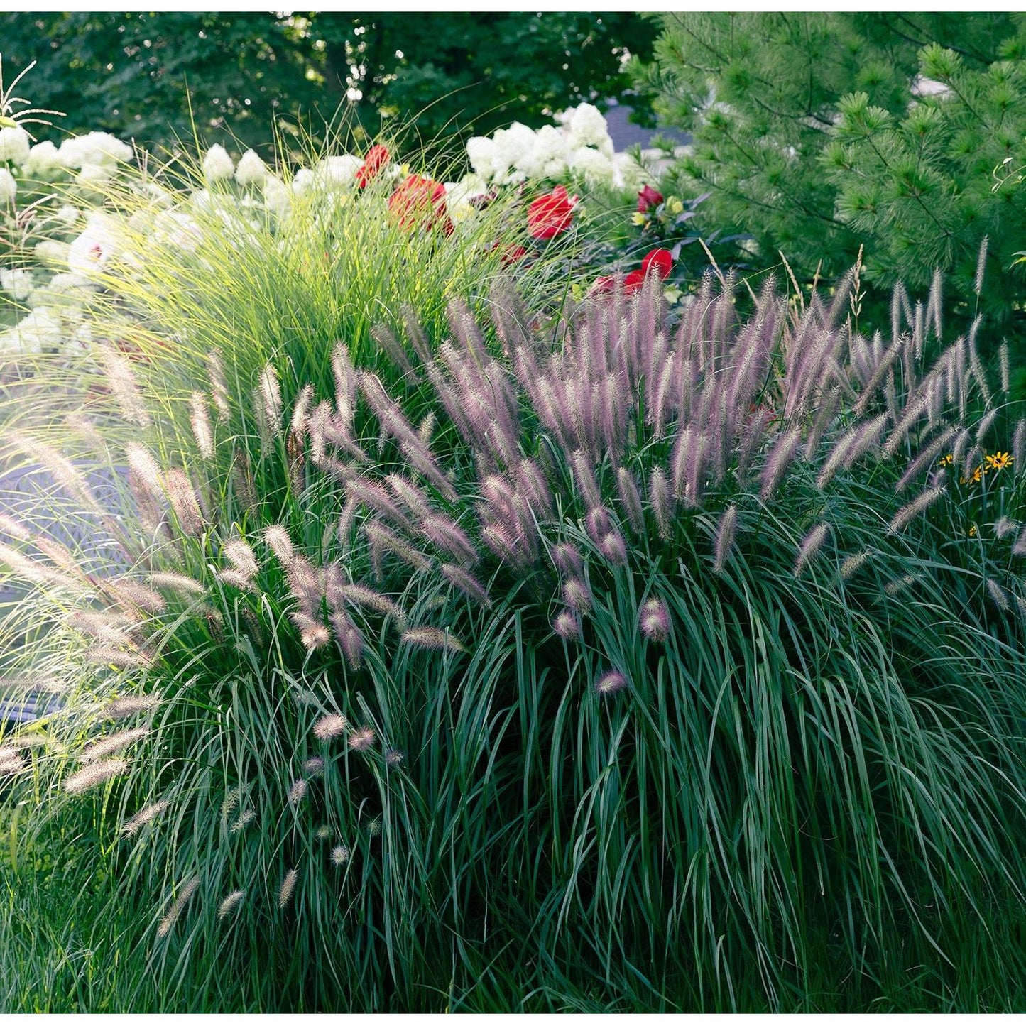 Alopecuroides Fountain Grass - 3 bareroot plants