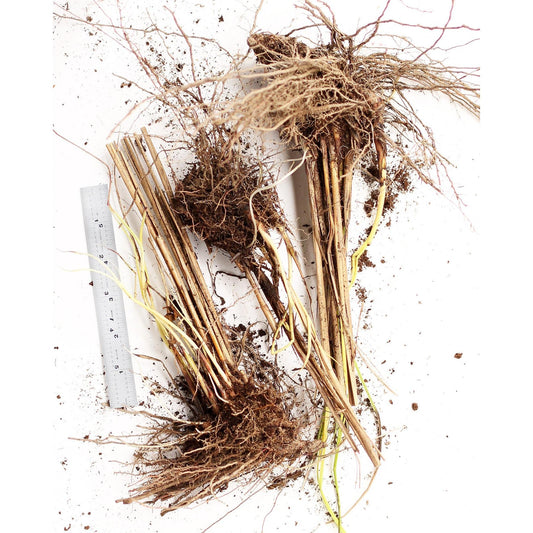 Gracillimus Maiden Grass - 3 bareroot plants