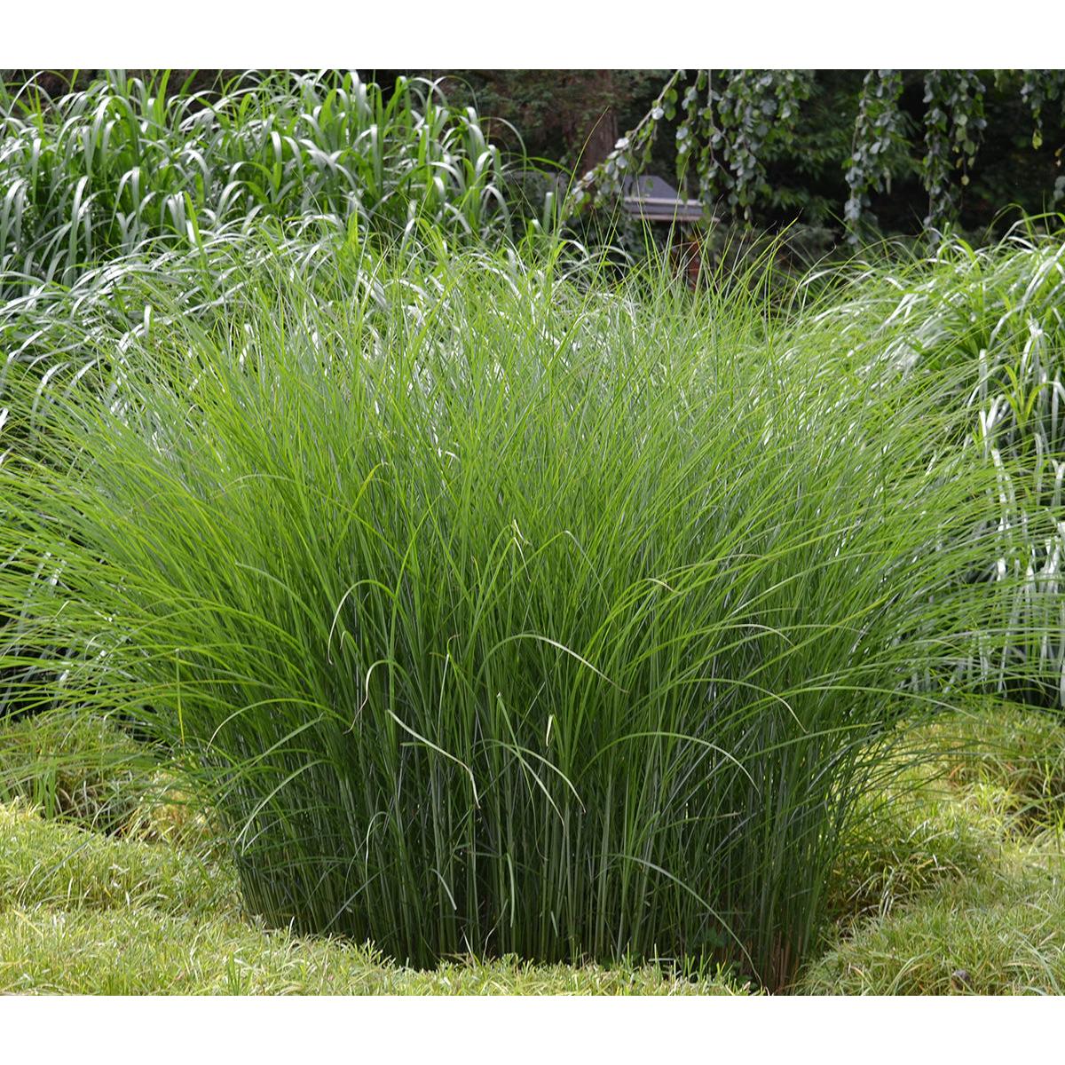 Gracillimus Maiden Grass - 3 bareroot plants