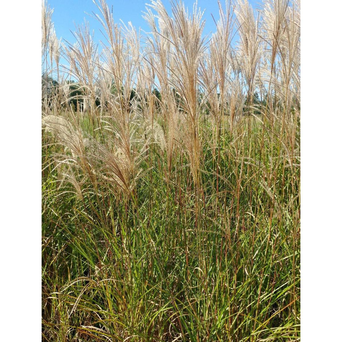 Graziella Maiden Grass - 3 bareroot plants