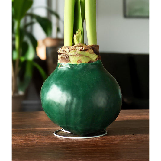 Green Waxed Amaryllis with Pink Flower