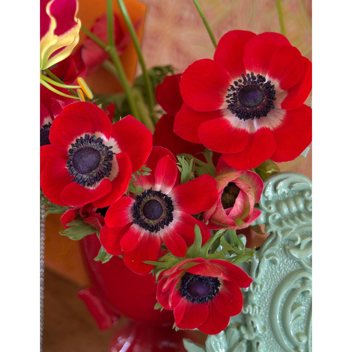 Hollandia Anemone de Caen - 25 bulbs