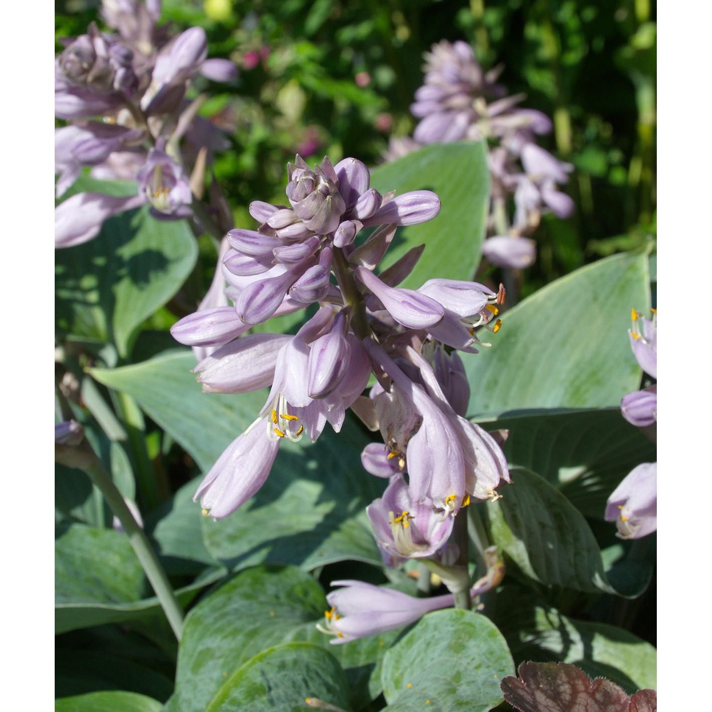 Halcyon Hosta - 3 root divisions