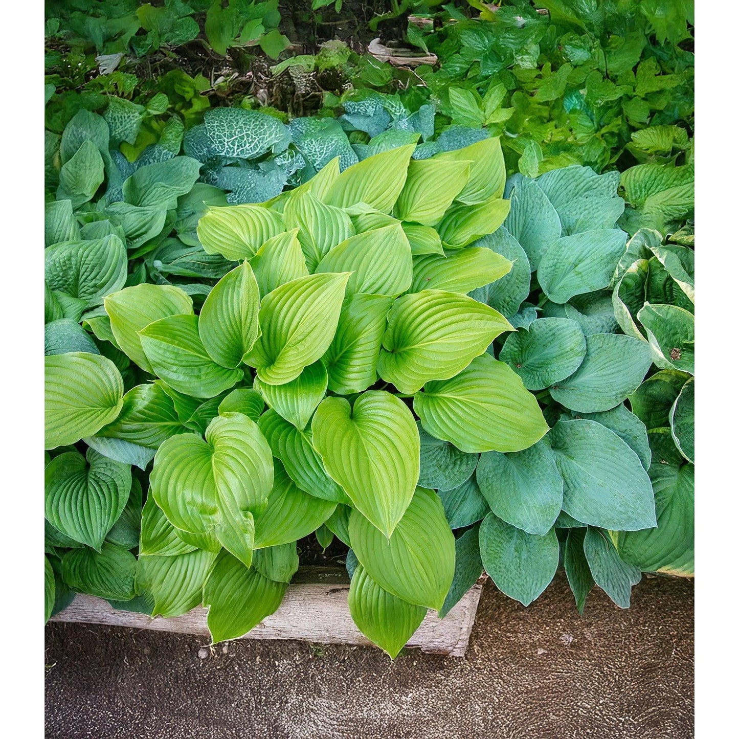 Mixed Hostas - 9 root divisions