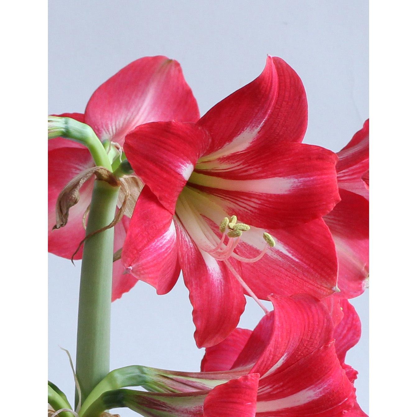 Hot Lips® Sonatini Amaryllis - 16-20 cm bulb