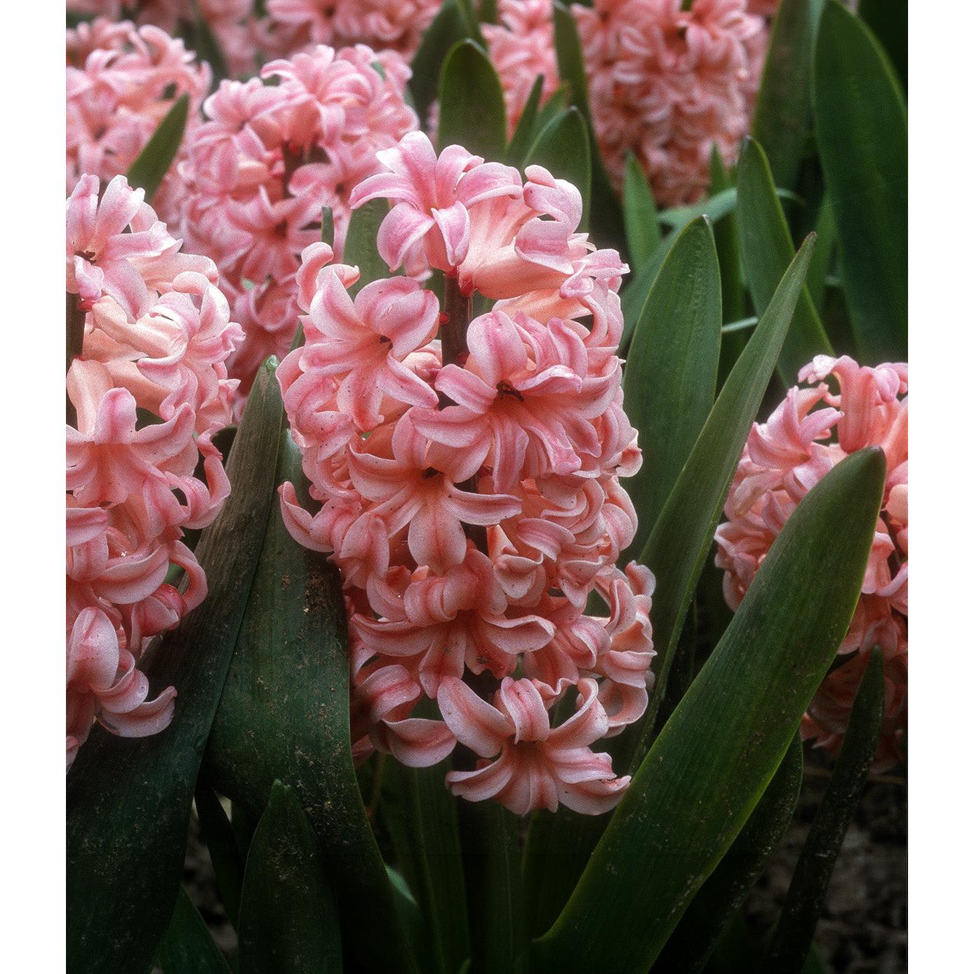 Anne Marie Hyacinth - 10 bulbs