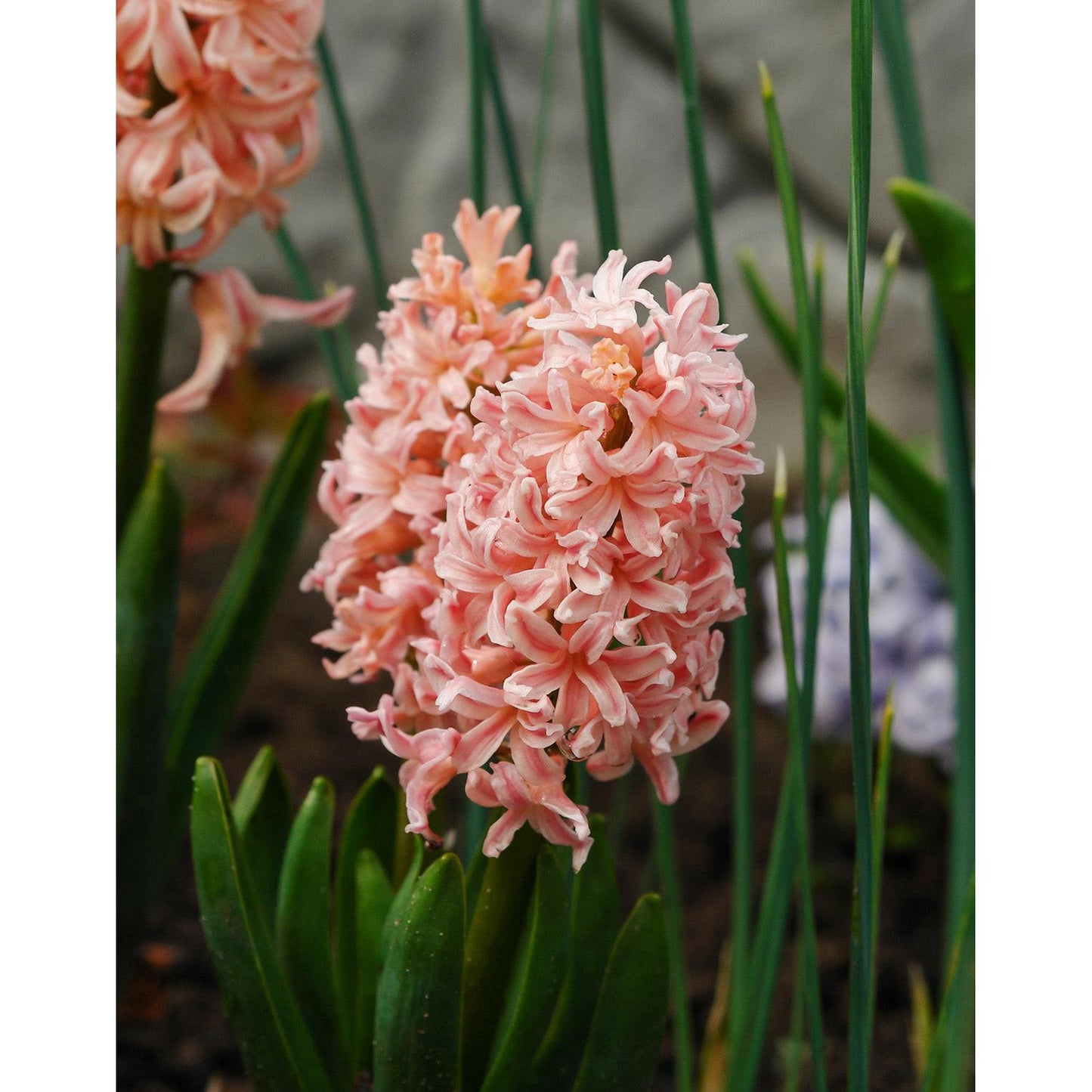 Gypsy Queen Hyacinth - 10 bulbs