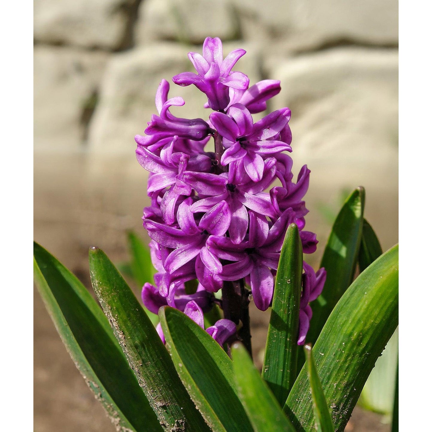 Miss Saigon Hyacinth - 10 bulbs