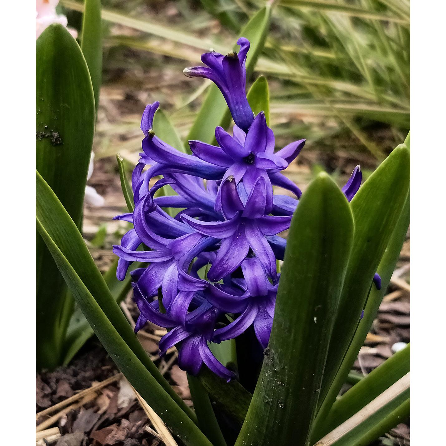 Peter Stuyvesant Hyacinth - 10 bulbs