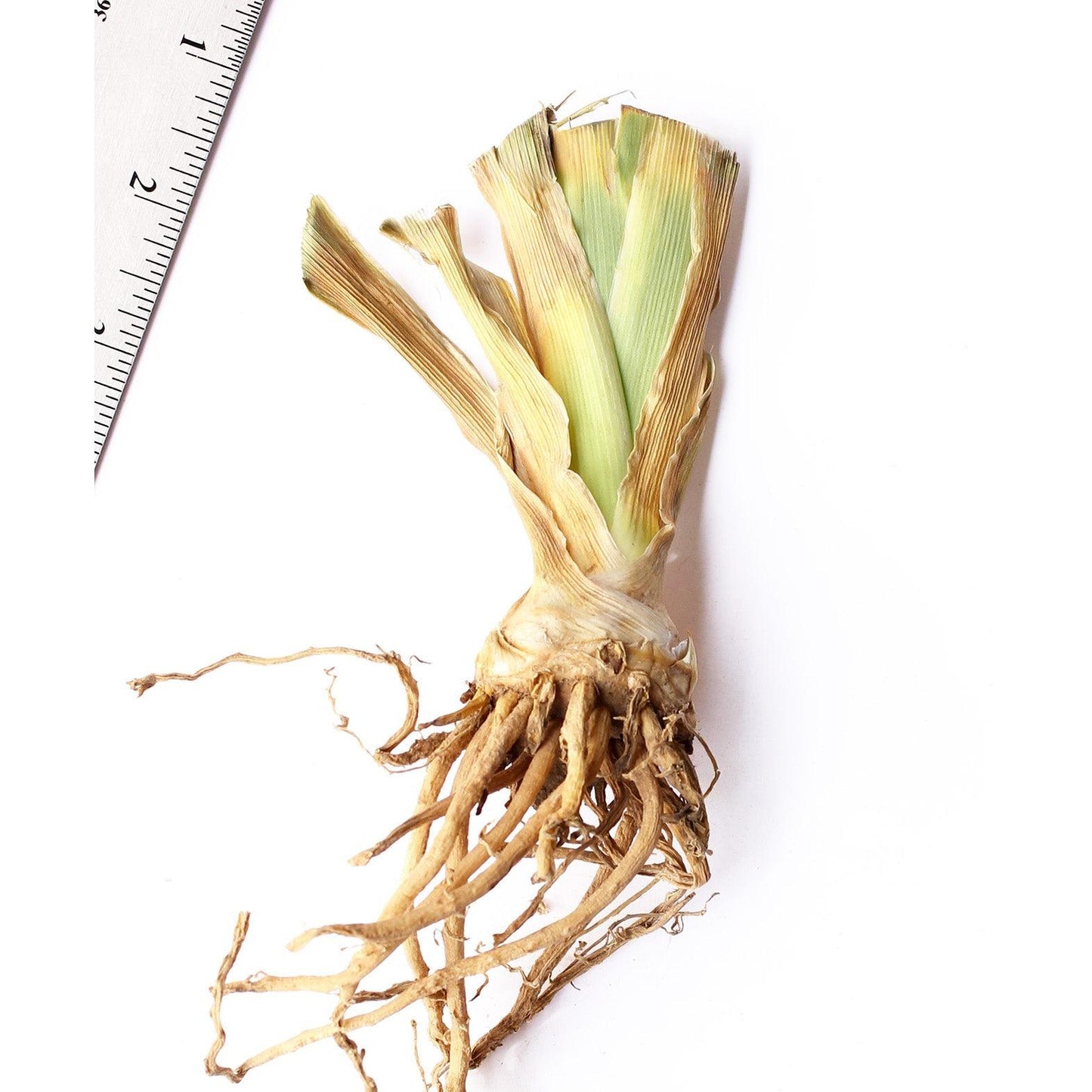 Aello Tall Bearded Iris - 1 Rhizome