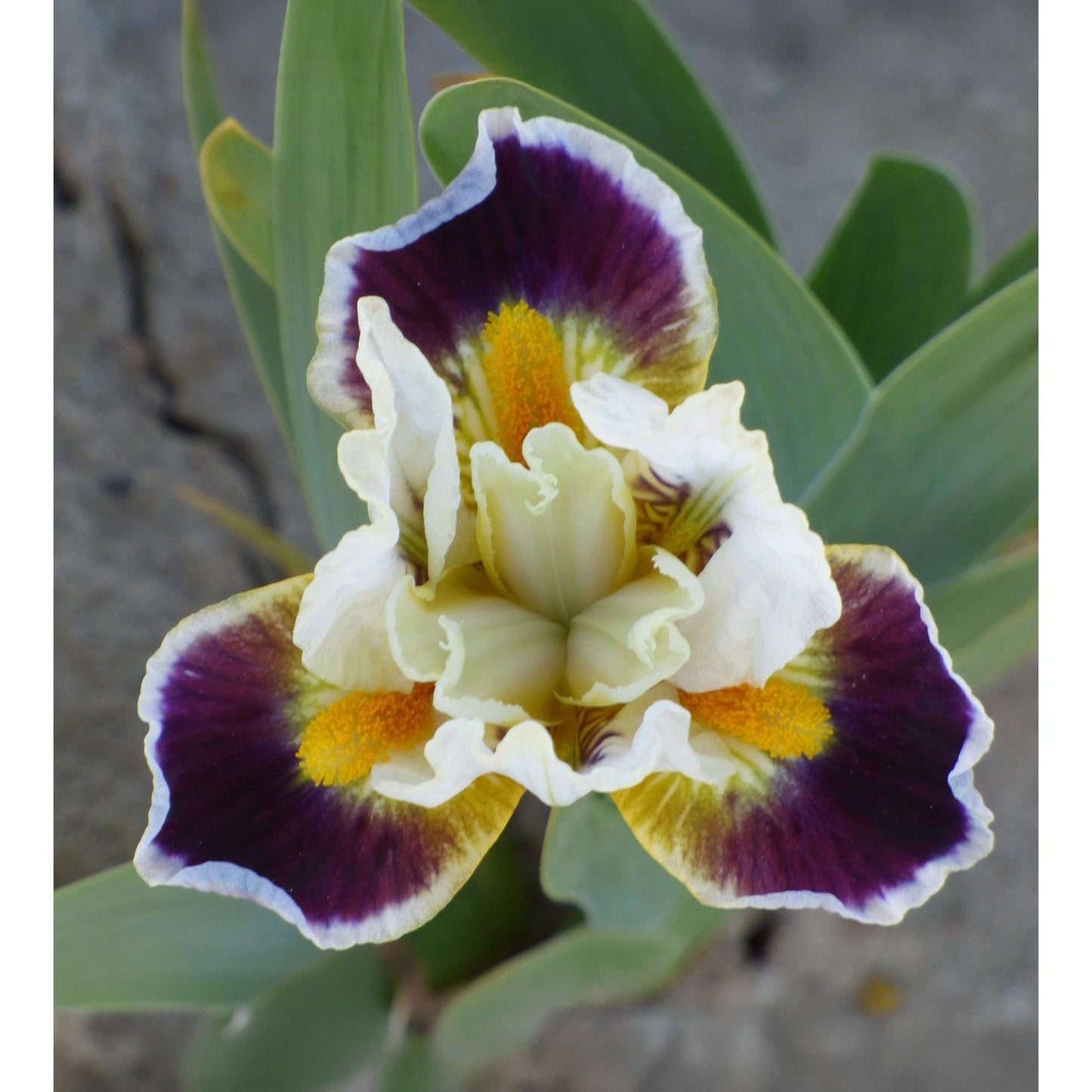 Bighorn Dwarf Bearded Iris - 1 Rhizome