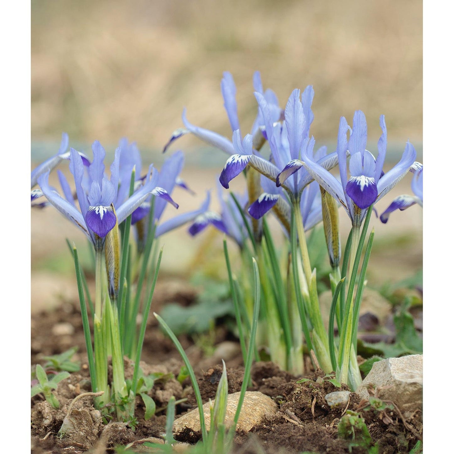 Clairette Dwarf Iris reticulata - 10 bulbs