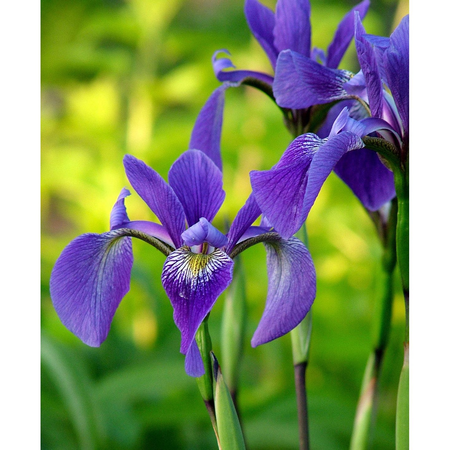Gerald Darby Compact Water Iris - 3 root divisions