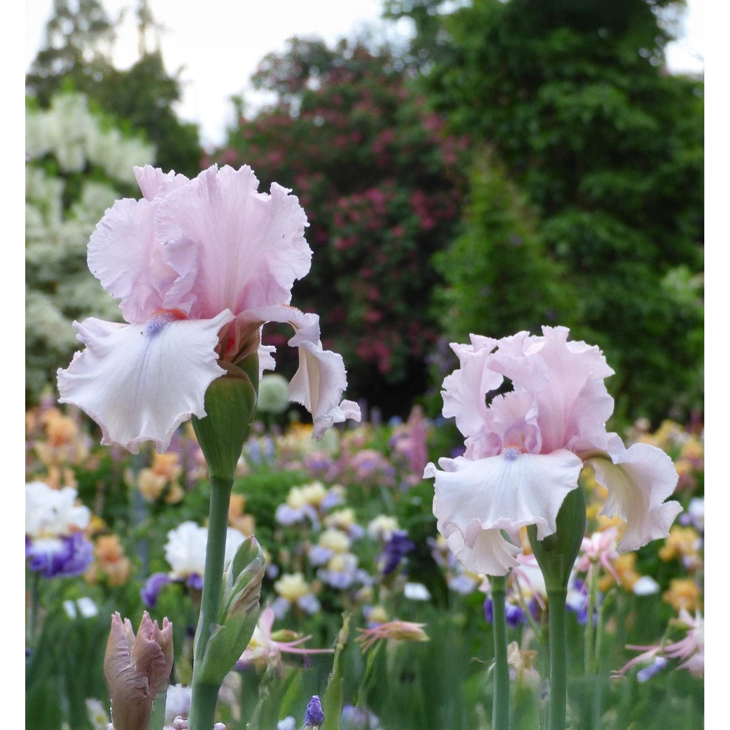 Island Blush Tall Bearded Iris - 1 Rhizome