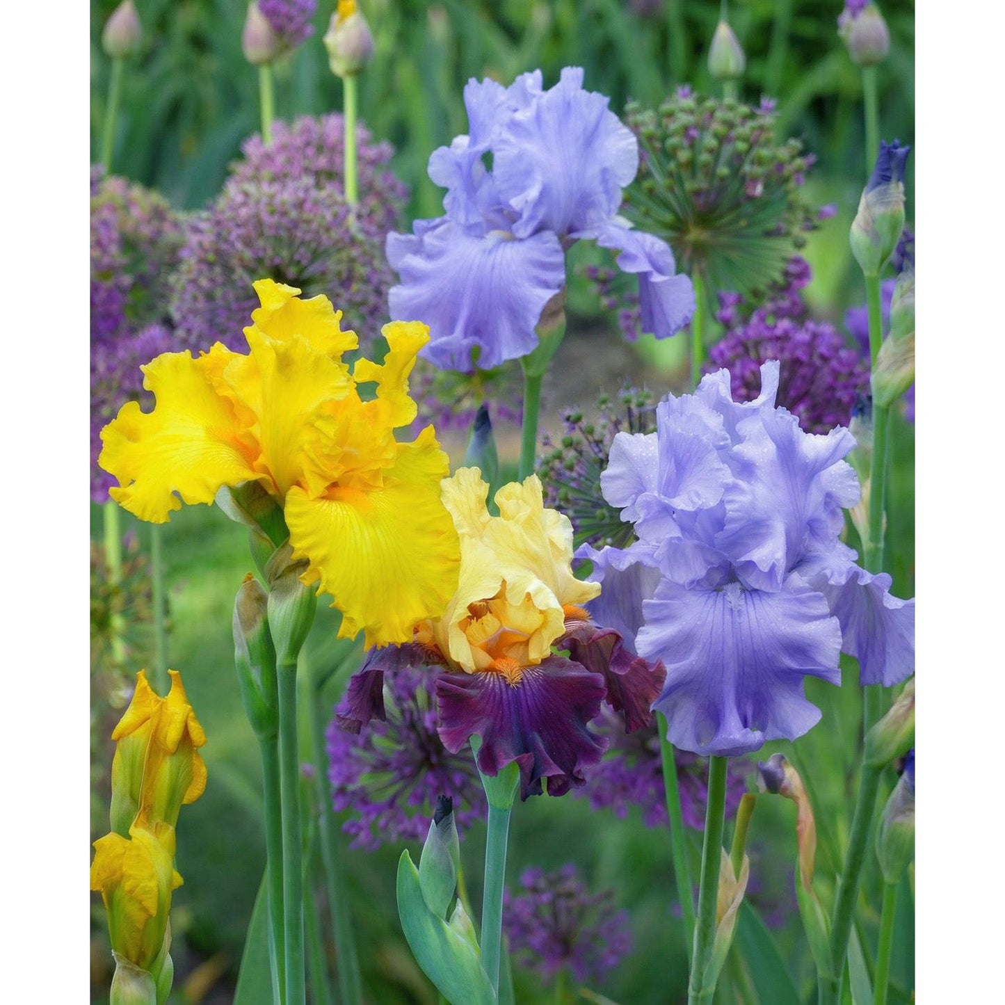 Mixed Bearded Iris - 3 bareroot plants