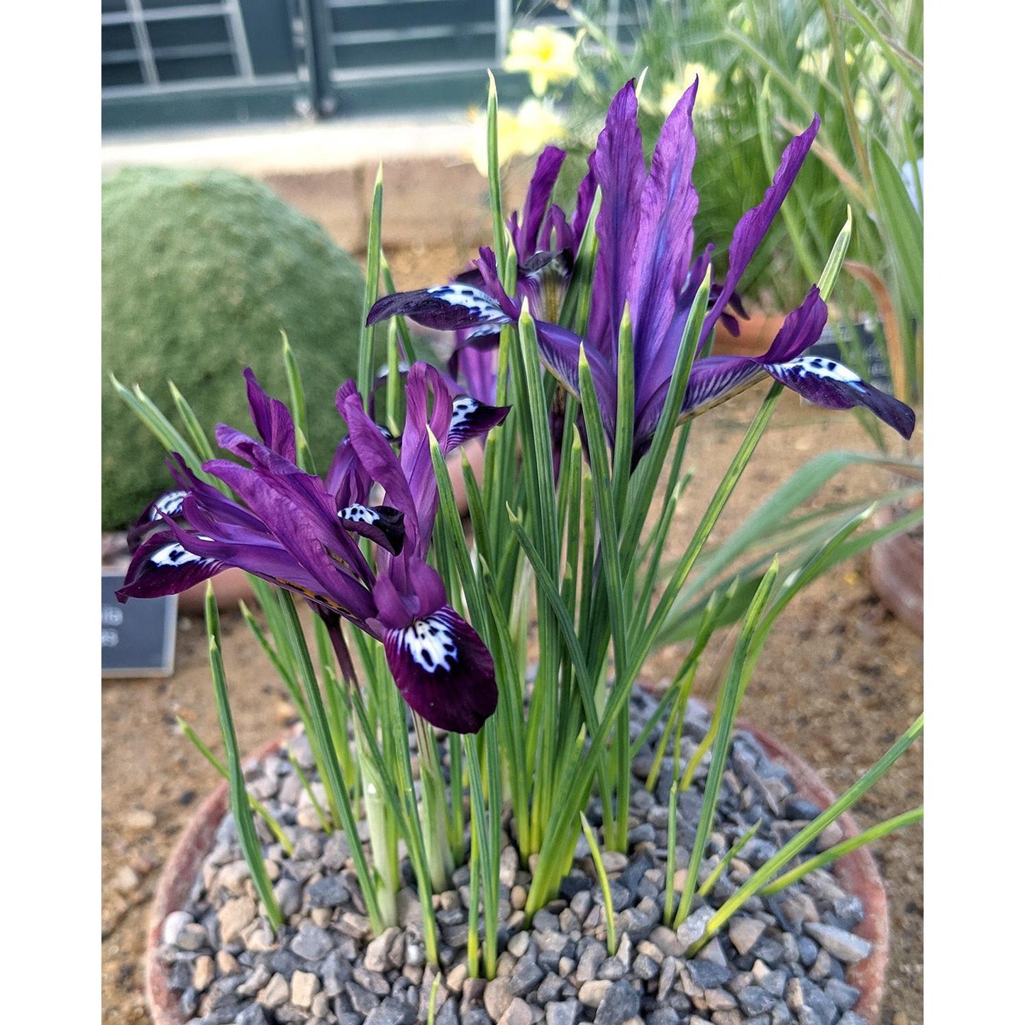Pauline Dwarf Iris reticulata - 10 bulbs