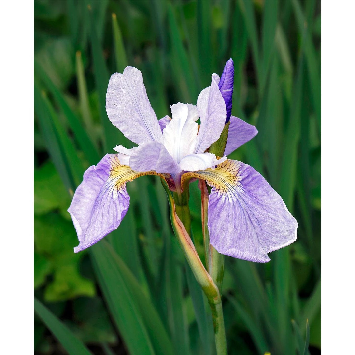 Sky Wings Siberian Iris - 3 root divisions