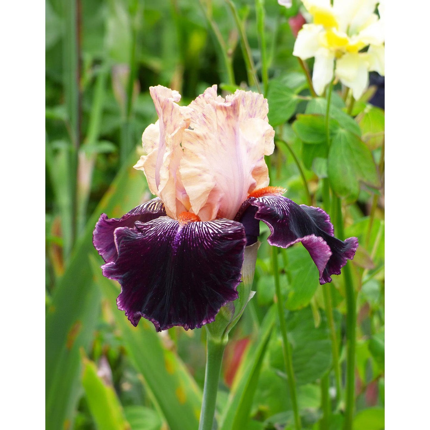 Wench Tall Bearded Iris - 1 Rhizome