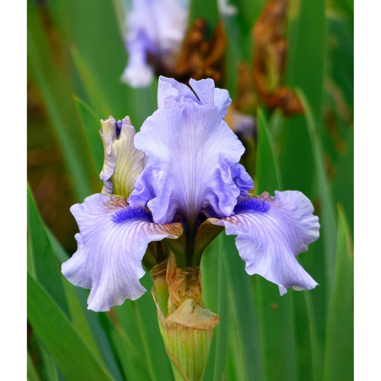 August Treat Reblooming Bearded Iris - 1 Rhizome