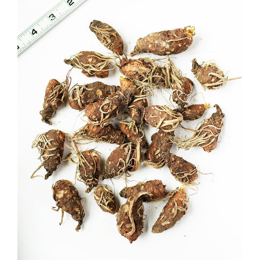 Italian Lords and Ladies - 25 bulbs