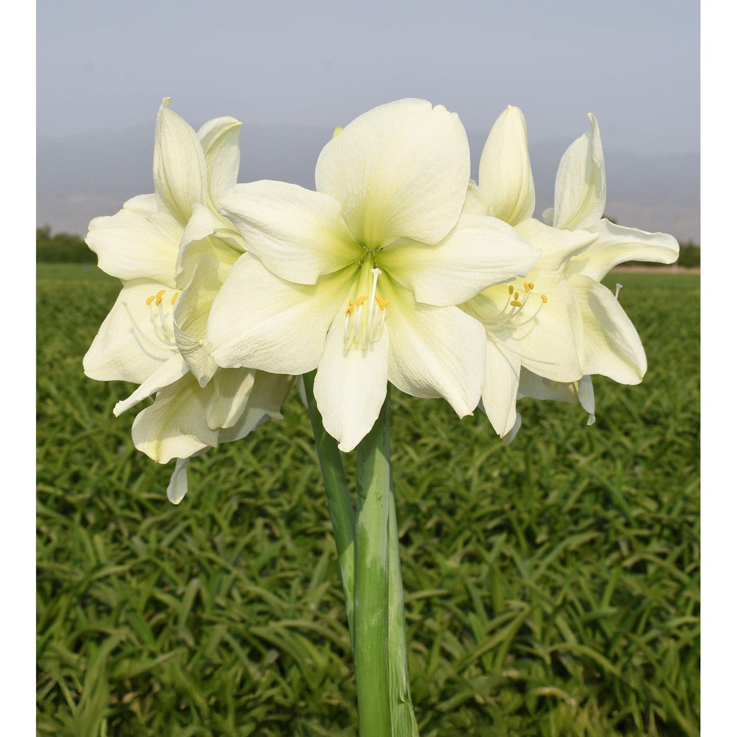 Lemon Star Amaryllis - 28-32 cm bulb