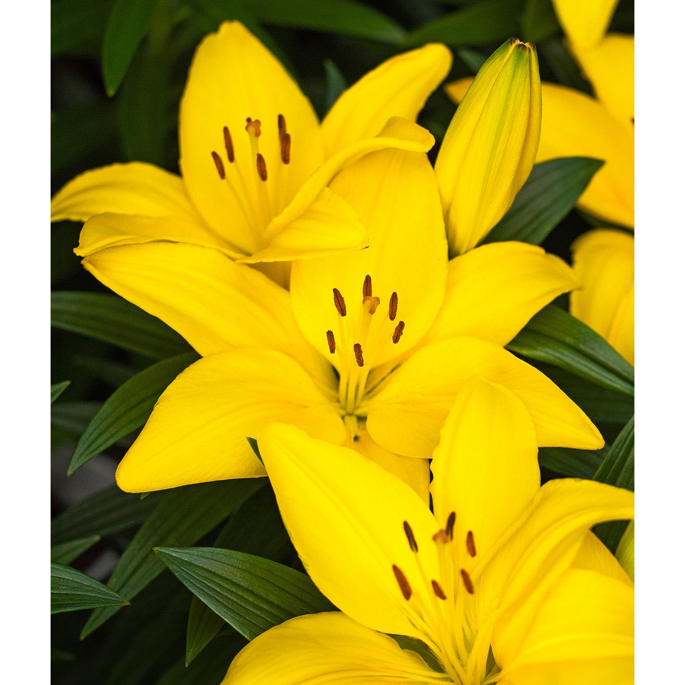 Botero LA Hybrid Lily - 5 bulbs
