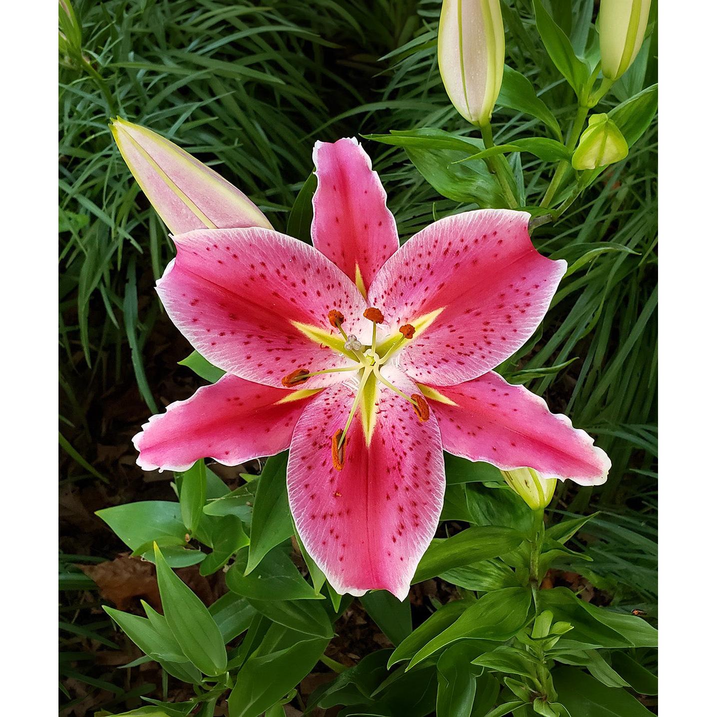 Stargazer Oriental Lily - 5 bulbs
