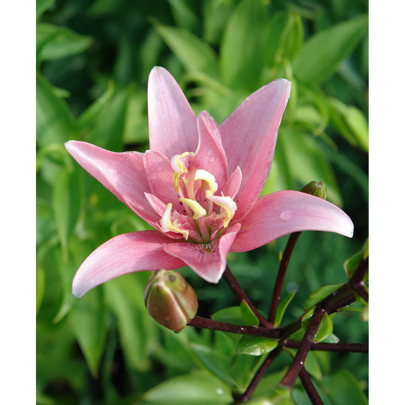 Elodie Double Asiatic Lily - 5 bulbs