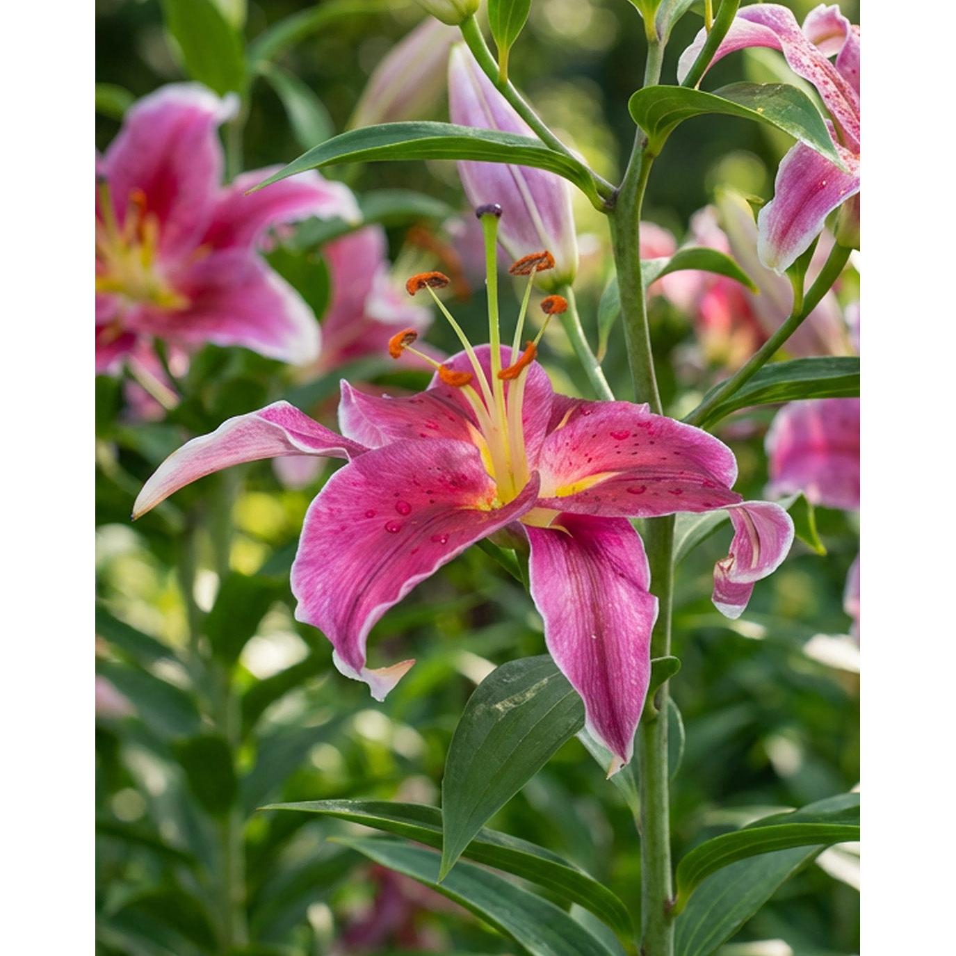 Trogan Asiatic Lily - 5 bulbs