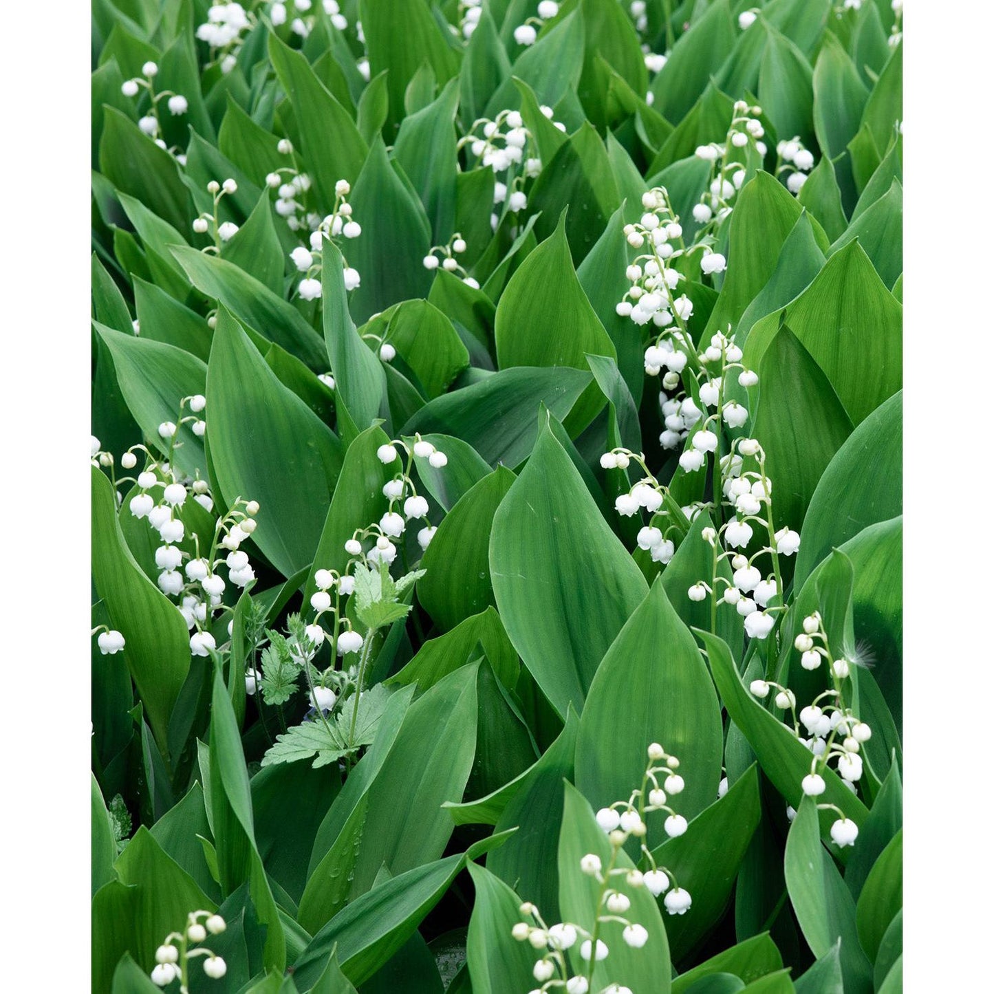 Lily of the Valley - 5 Root Divisions