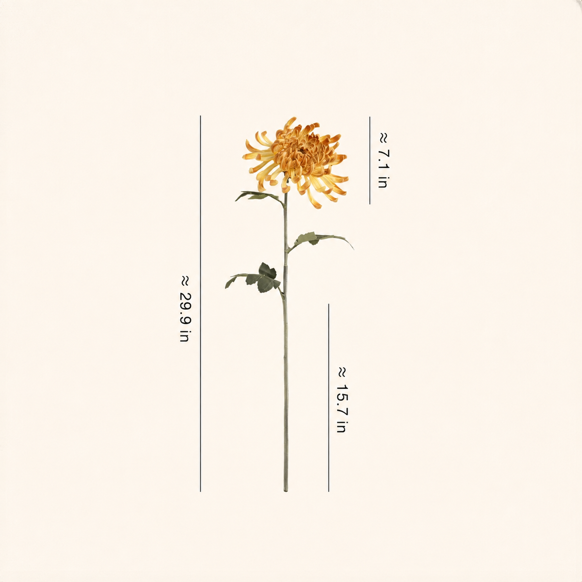 Heirloom Spider Chrysanthemum Stem – 29.9"