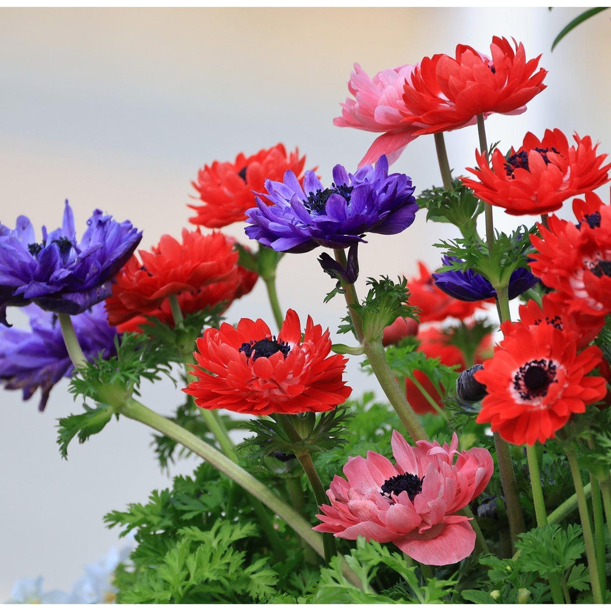 Mixed Anemone Coronaria - 75 bulbs