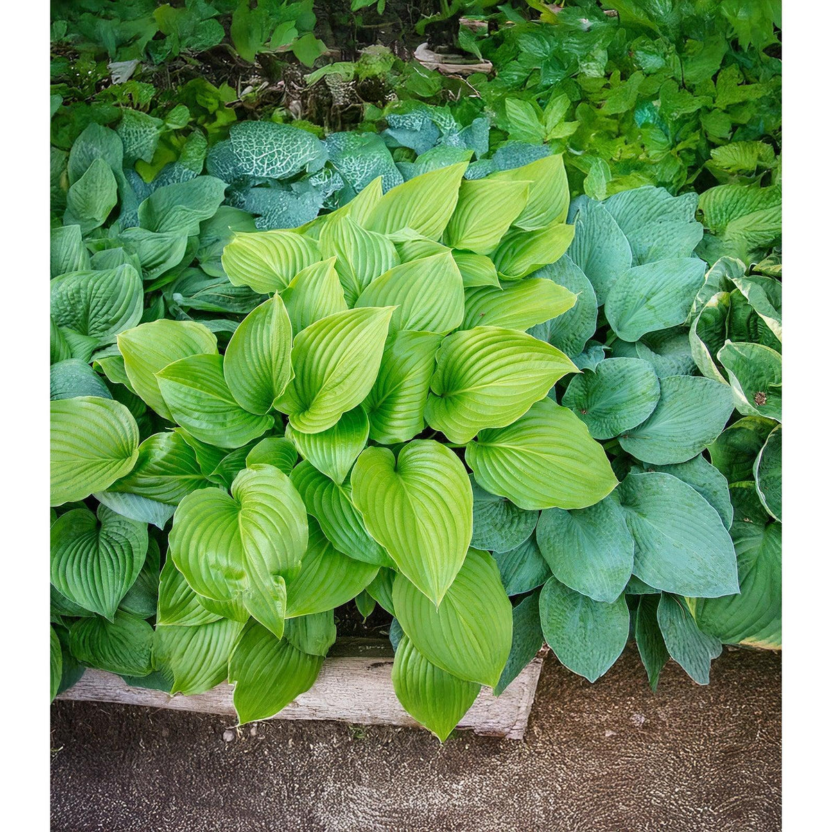 Mixed Hostas - 9 root divisions