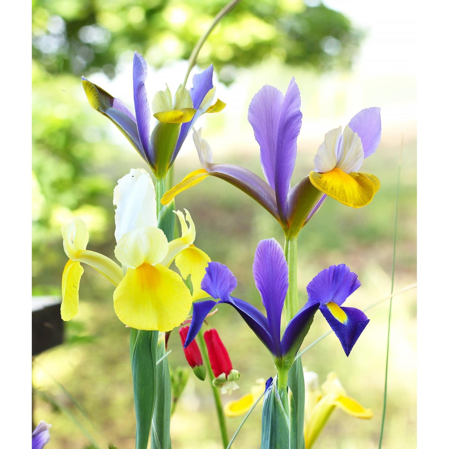 Mixed Dutch Iris hollandica - 30 bulbs