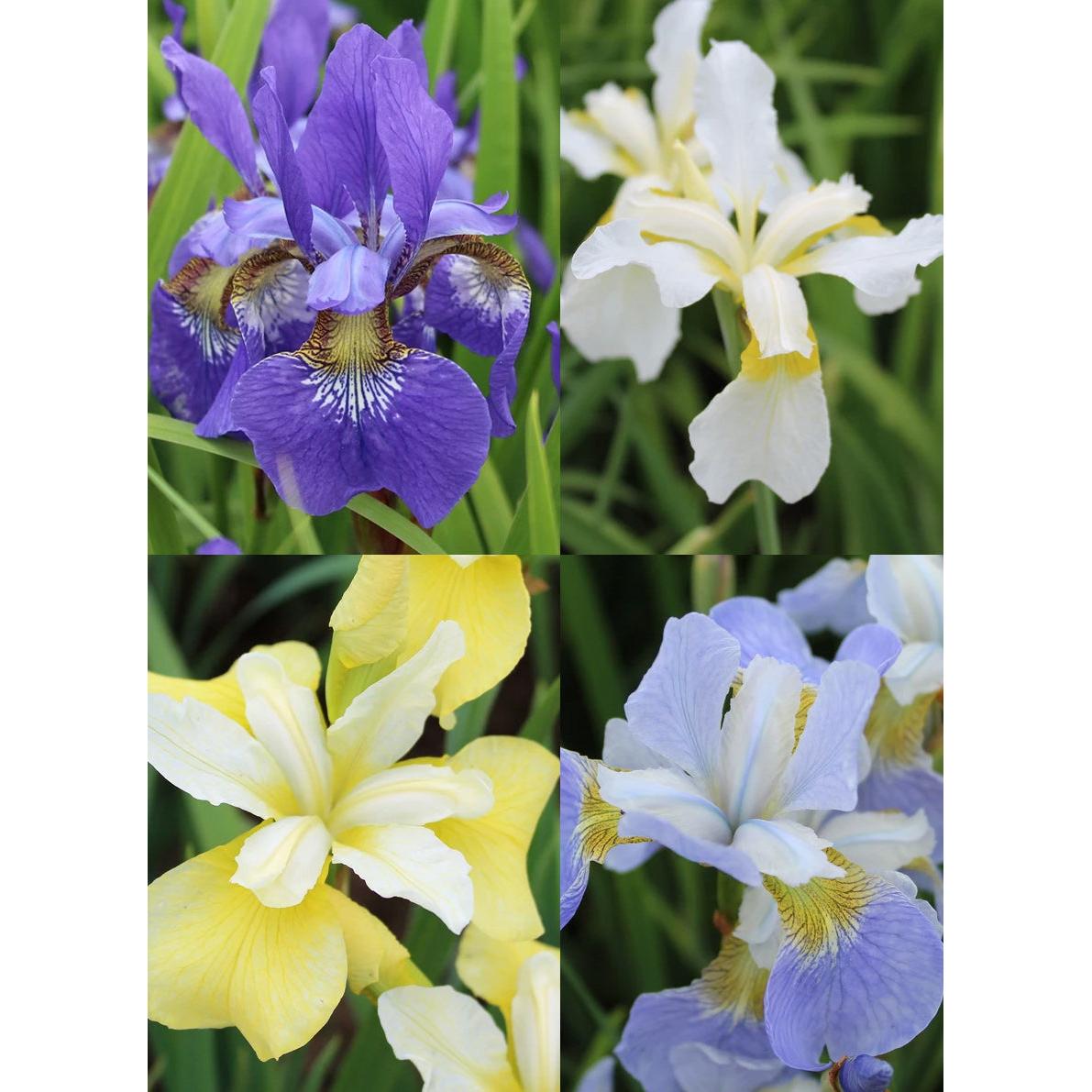 Mixed Siberian Iris sibirica - 9 root divisions