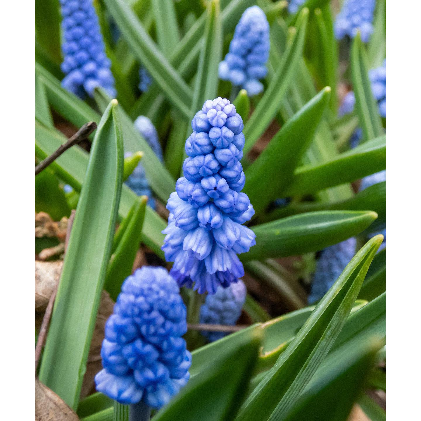 Azureum Muscari - 10 bulbs