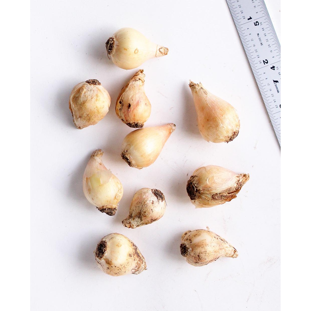 Plumosum Muscari comosum - 10 bulbs