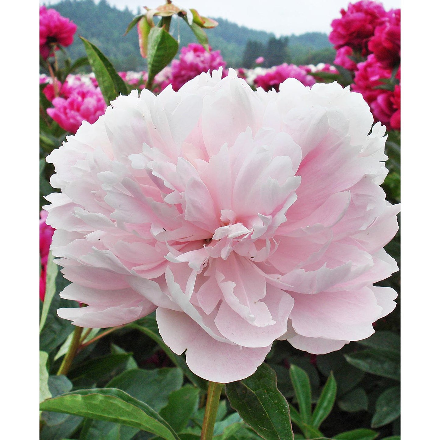 Myrtle Gentry Peony - 1 root division