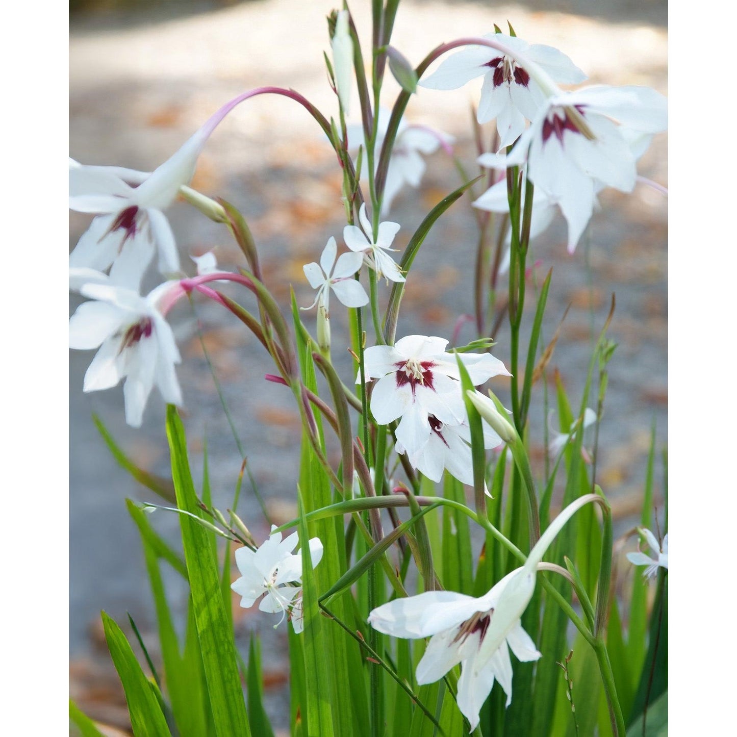 Orchid Glads - 25 bulbs