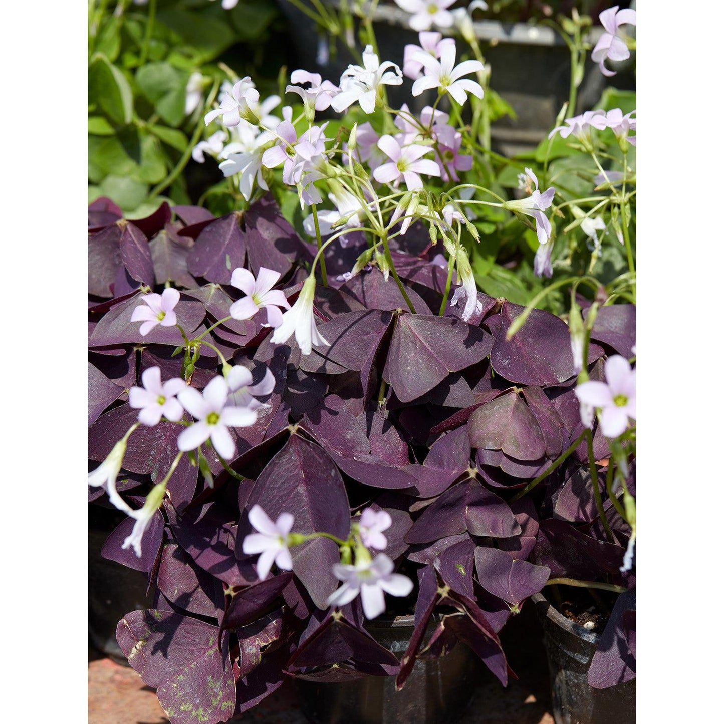 Mijke Oxalis - 25 bulbs
